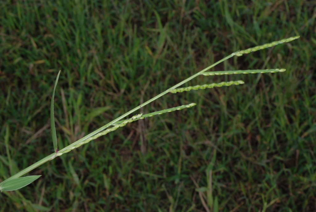 Spikelets (Guilford County, NC)-Early Fall