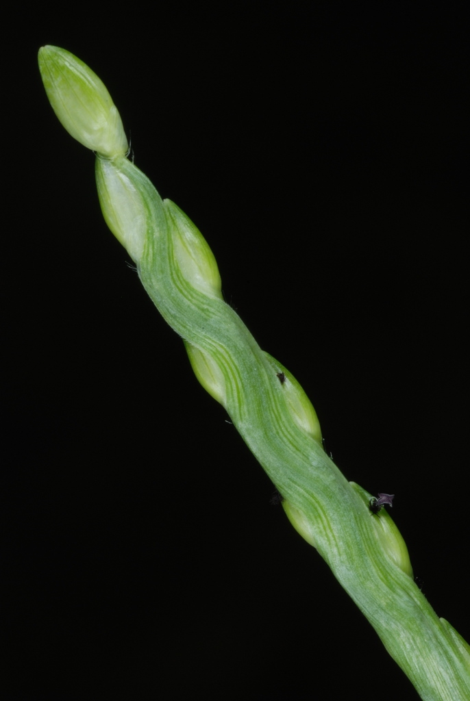 Back of spikelet (Guilford County, NC)-Early Fall