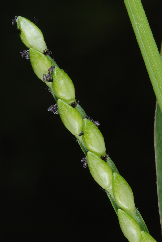 Spikelet (Guilford County, NC)-Early Fall