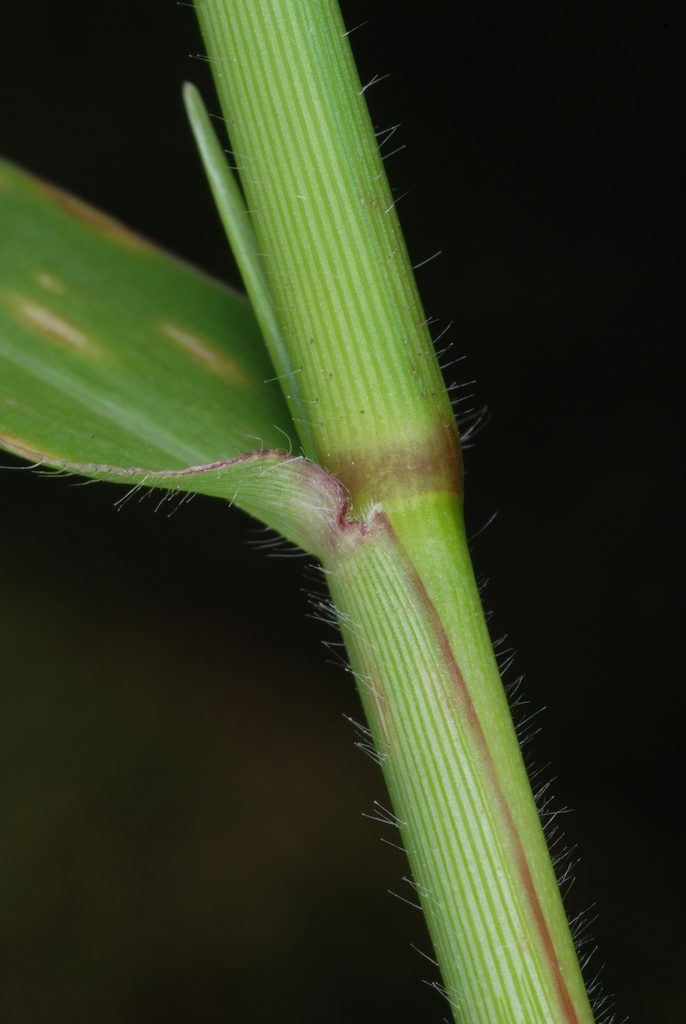 Sheath of leaf (Guilford County, NC)-Early Fall