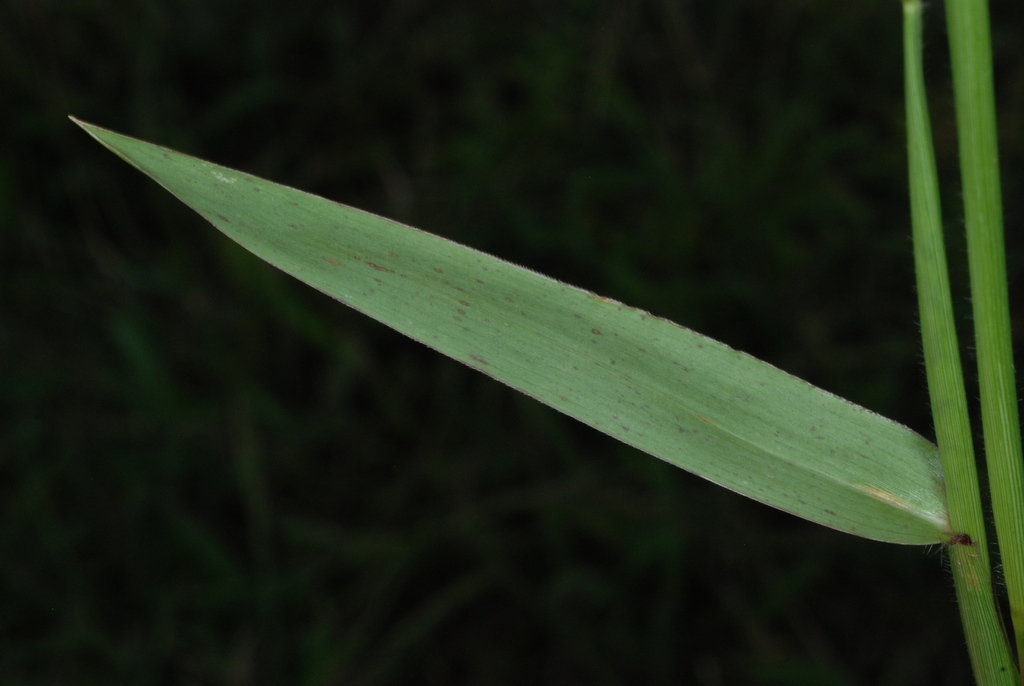 Leaf (Guilford County, NC)-Early Fall