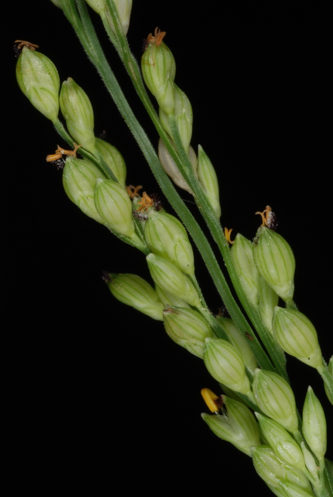 Spikelets (Greensboro, NC)-Early Fall