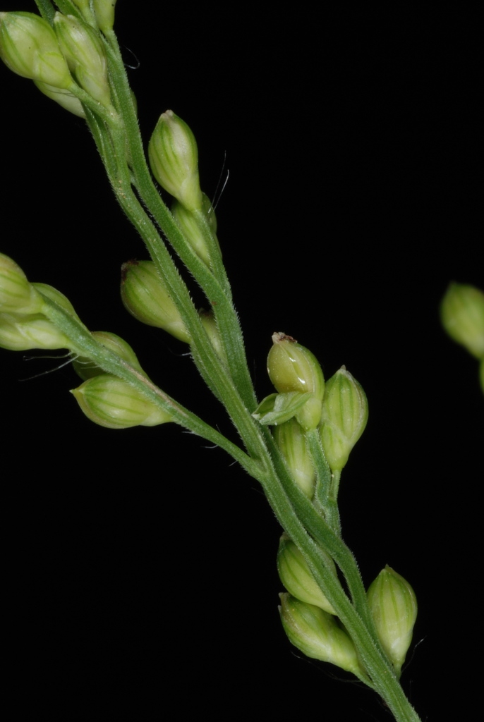Spikelets (Greensboro, NC)-Early Fall