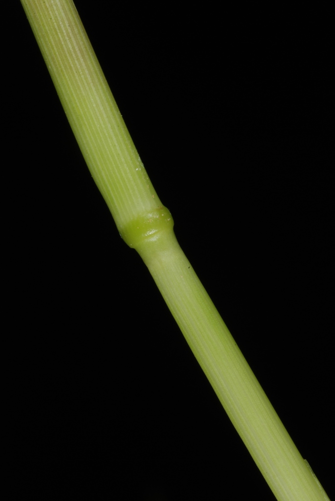 Stem (Greensboro, NC)-Early Fall