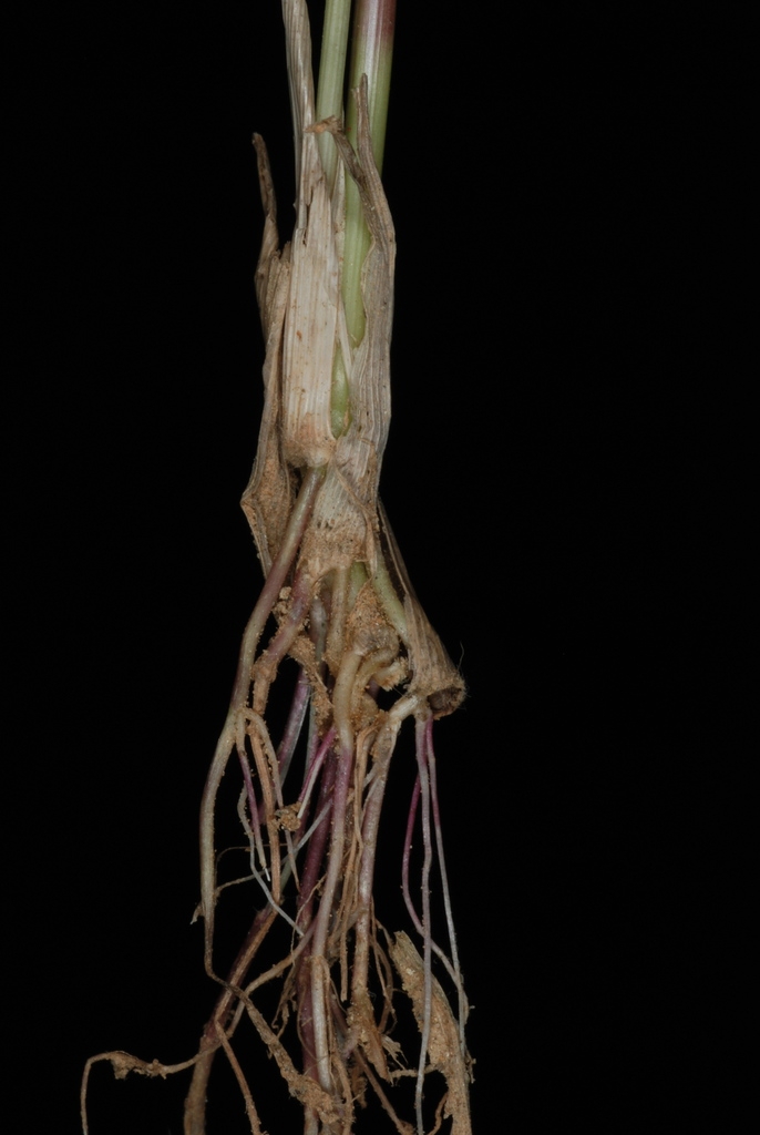 Roots(Greensboro, NC)-Early Fall