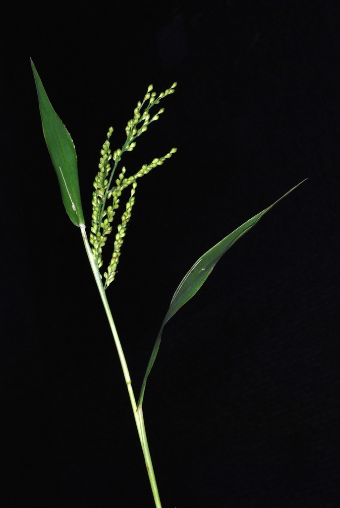 Stem and spikelets (Greensboro, NC)-Early Fall
