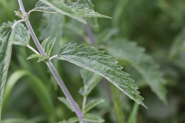 Urtica dioica