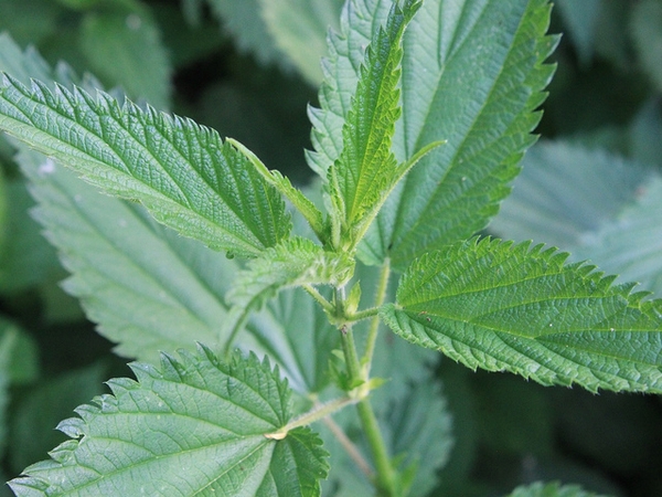 Urtica dioica