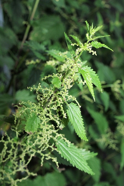 Urtica dioica