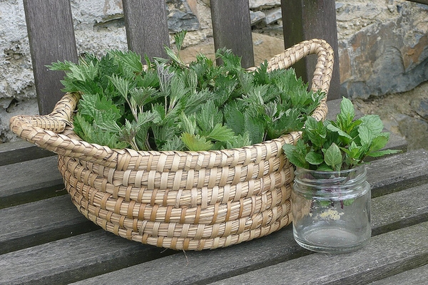 Urtica dioica