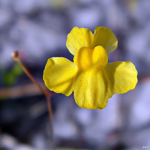 Close-up of a 2-lipped yellow flower.