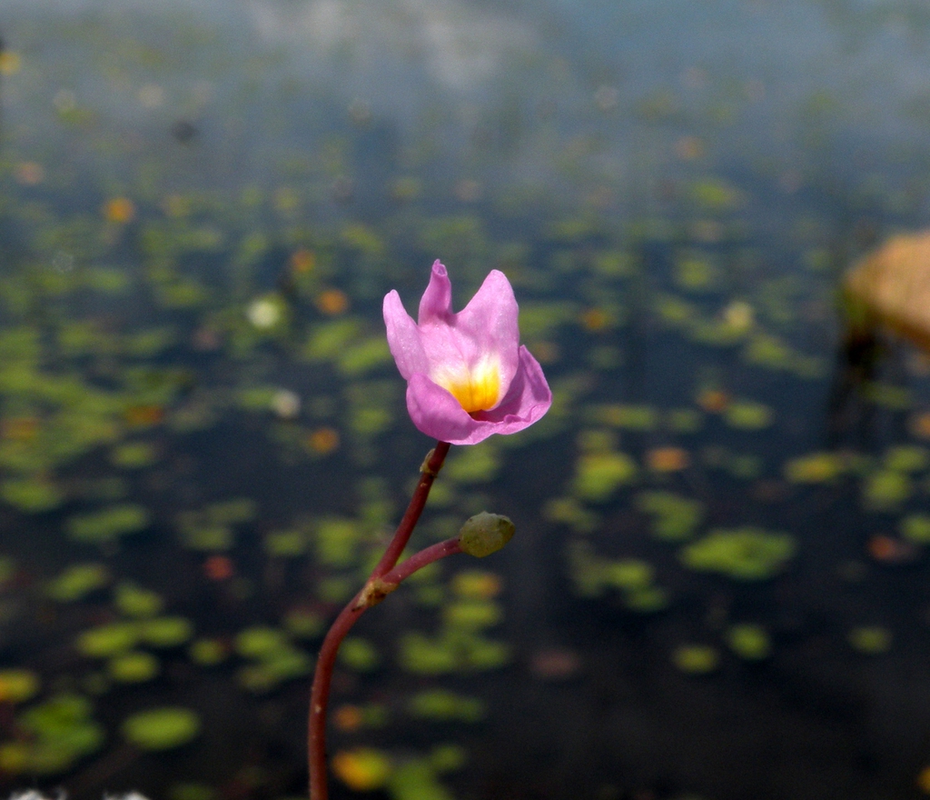 Utricularia Purpurea