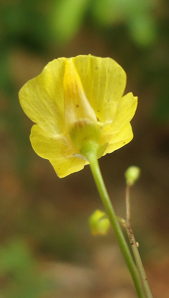 Close-up of yellow flower from the back.