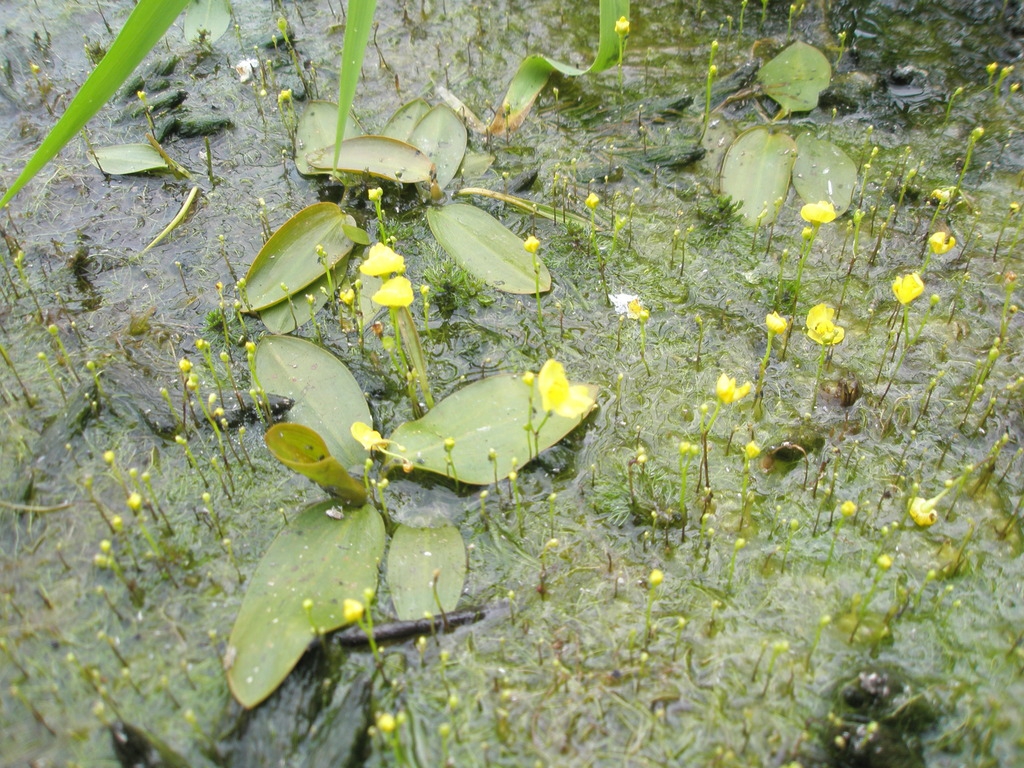 Pond surface with masses of green threads & yellow flowers