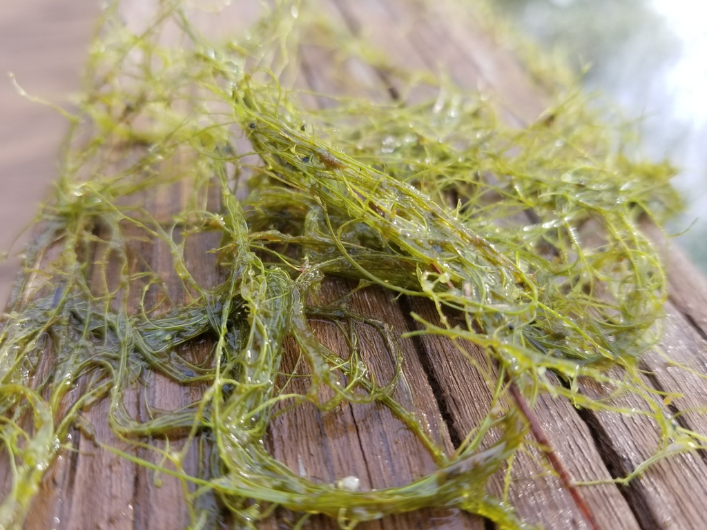 Tangle mass of thread-like leaves. Small bladders visible.