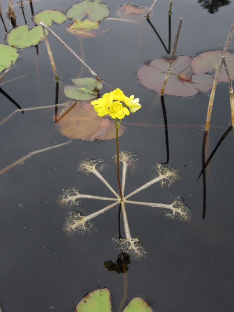 Plant in bloom