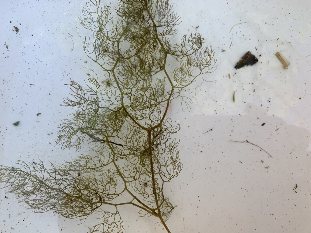 Leaf-like filaments