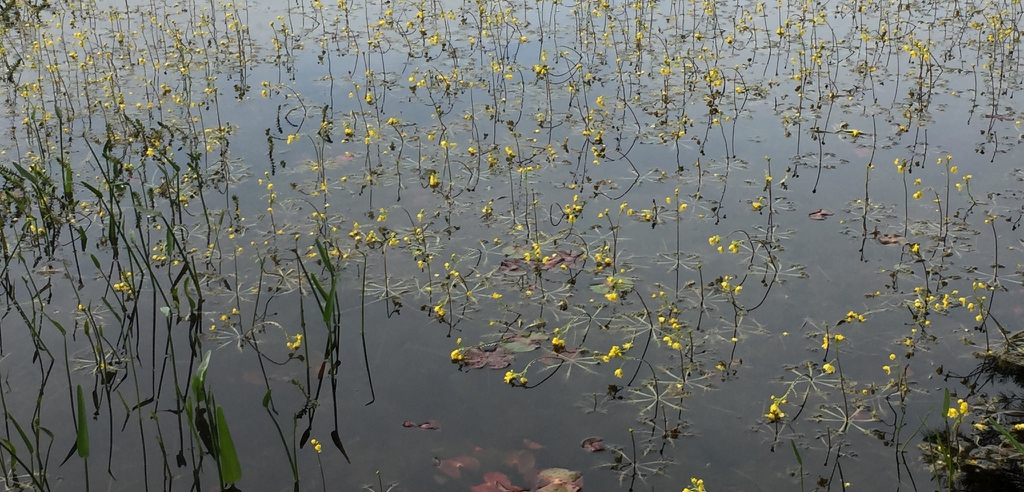 Native habitat