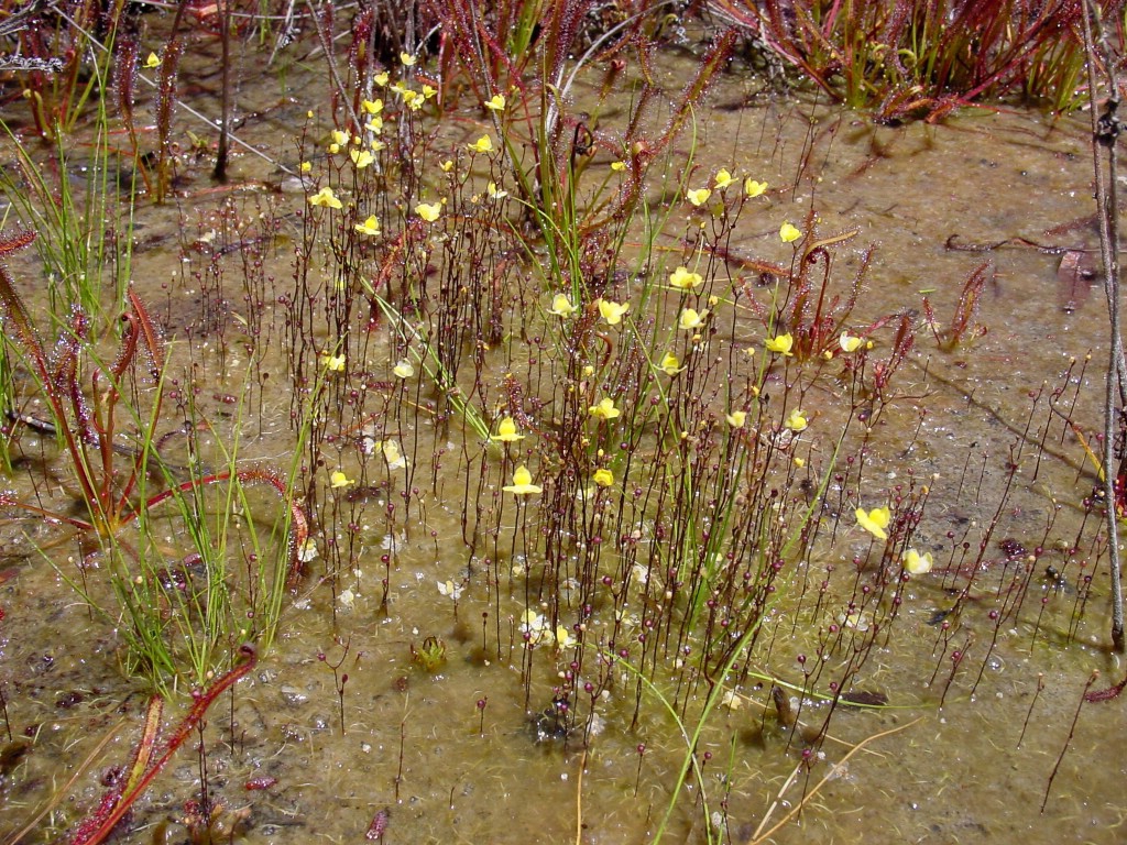 Native habitat