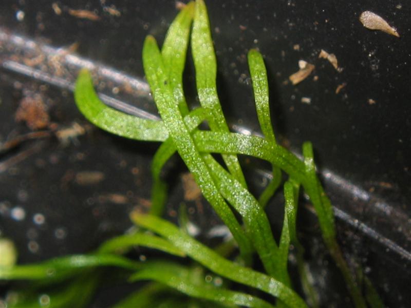 Leaves