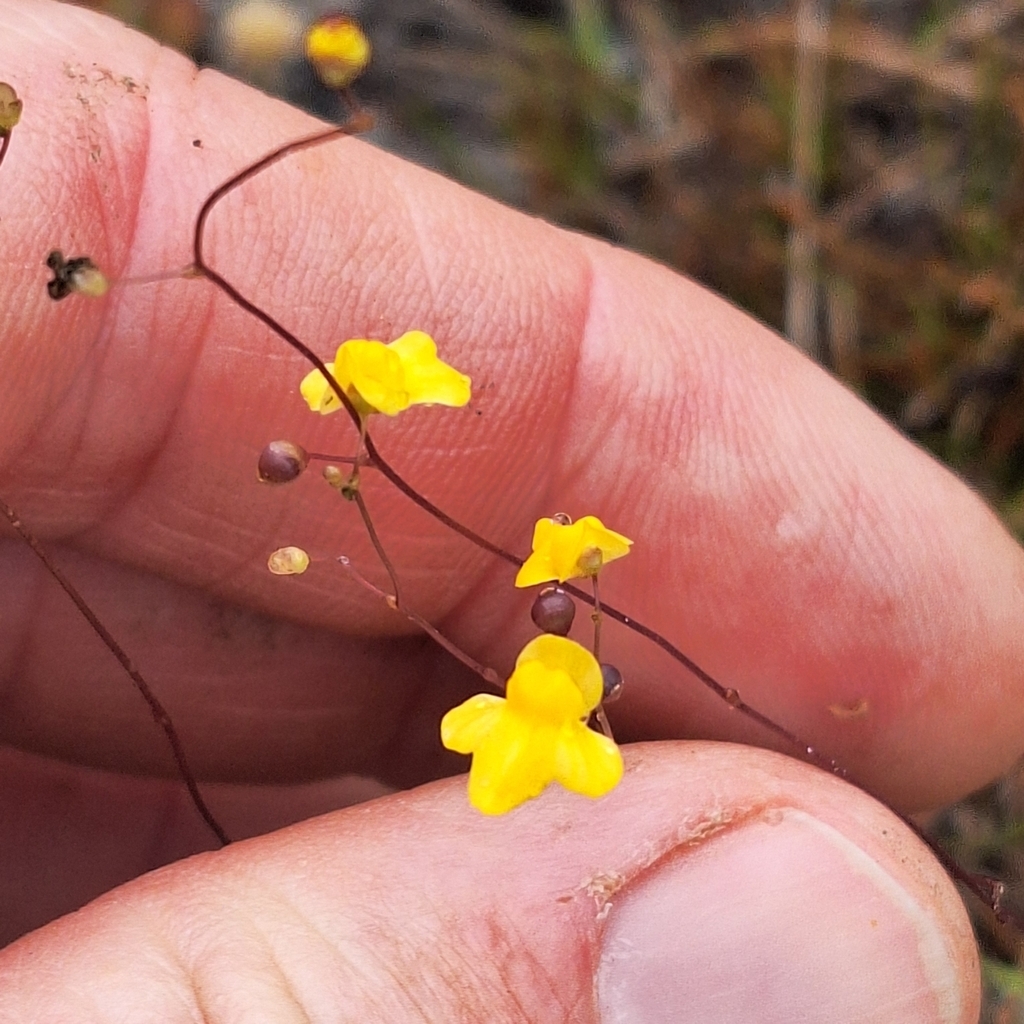 Fingers clasping a group of yellow flowers with broad lower lips