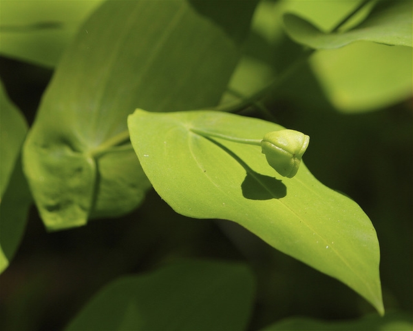 Leaves and fruit