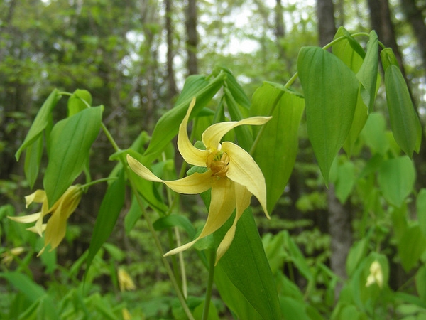 Flower and leaves
