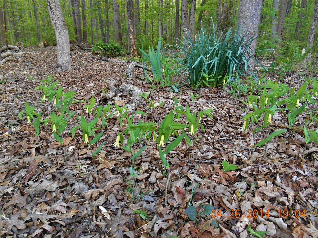 colony of blooms, spring, Iredell County, NC