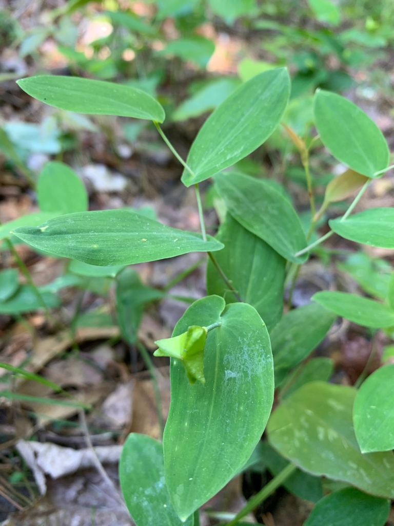 Uvularia perfoliata