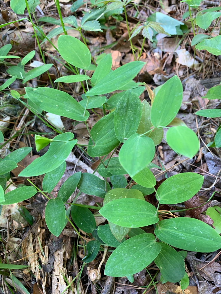 Uvularia perfoliata