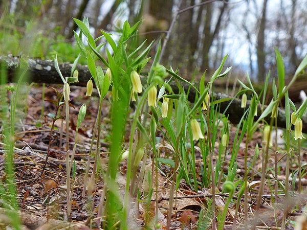 Uvularia sessilifolia