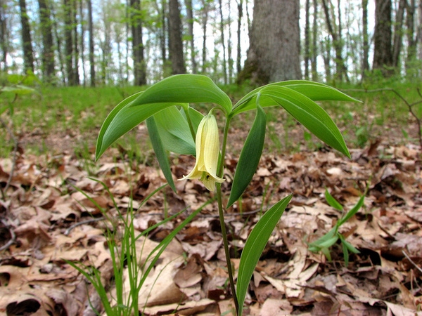 Uvularia sessilifolia