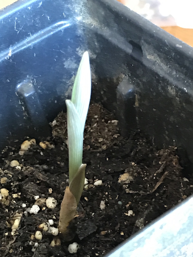 New spring growth