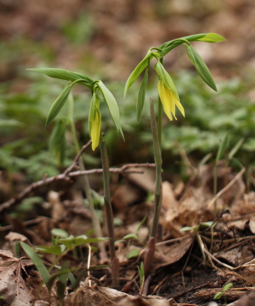 Uvularia grandiflora