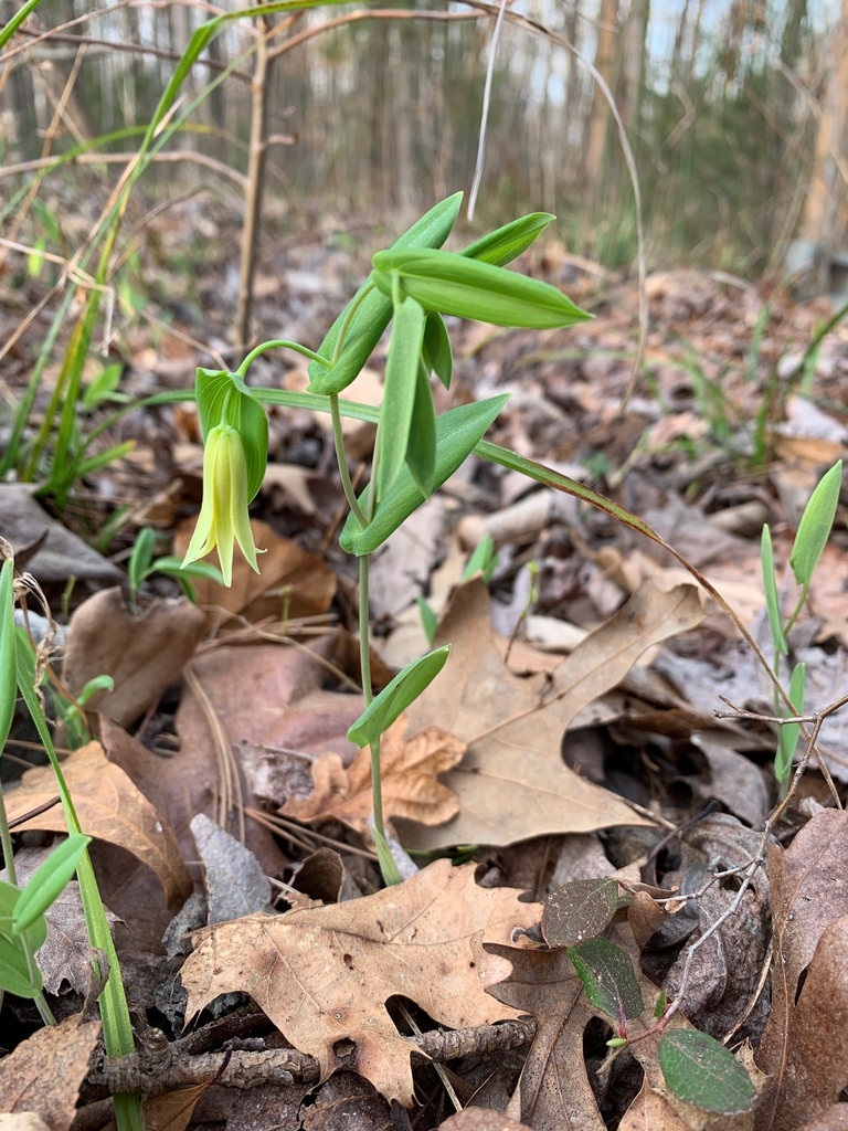 Uvularia perfoliata