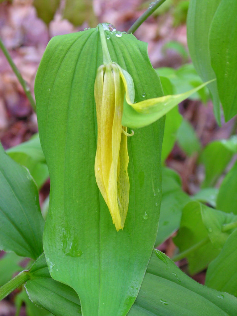 Uvularia perfoliata