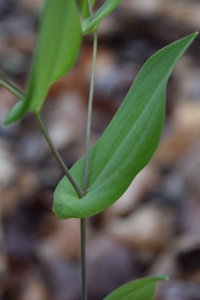 Uvularia perfoliata