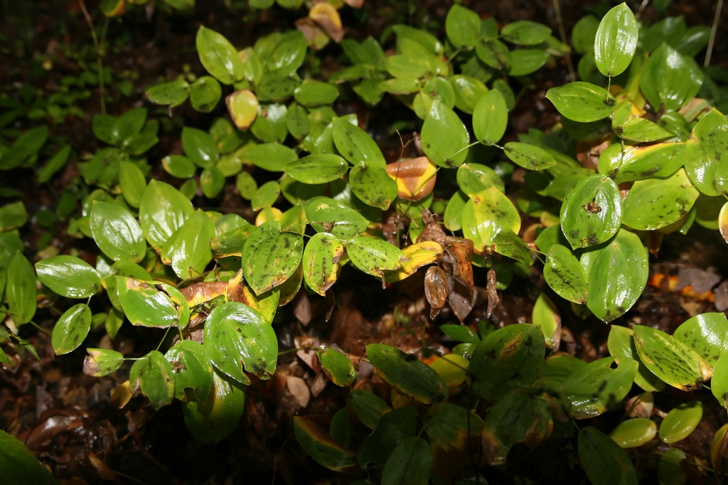 Uvularia perfoliata