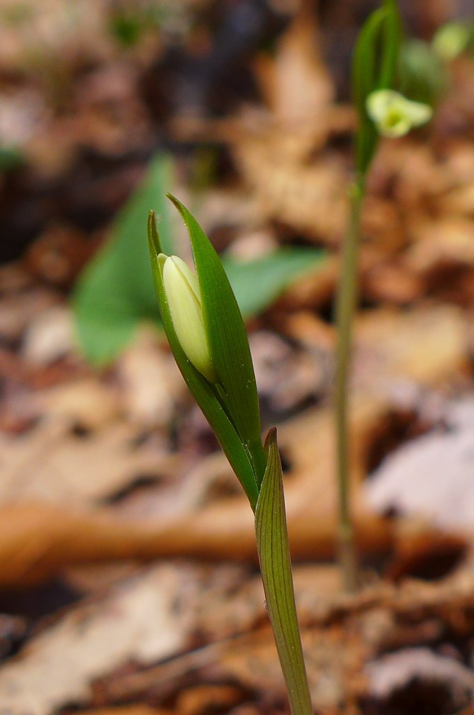 Uvularia puberula