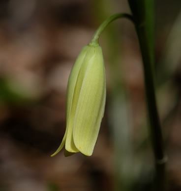 Uvularia puberula