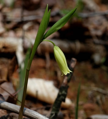 Uvularia puberula