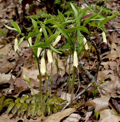 Uvularia puberula