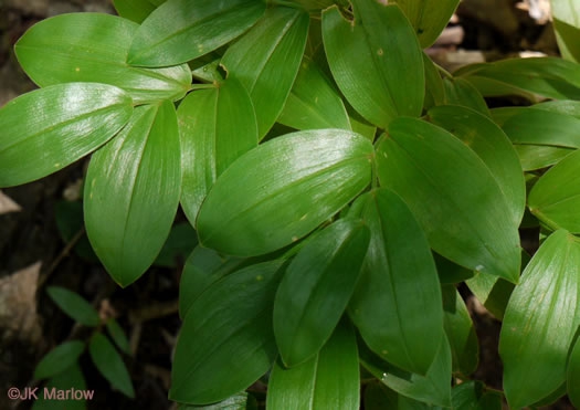 Uvularia puberula