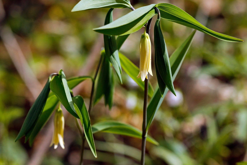 Uvularia sessilifolia