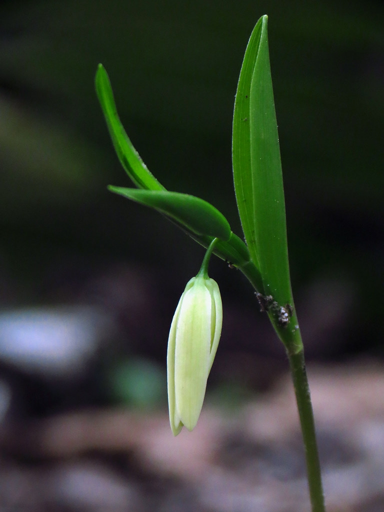 Uvularia sessilifolia