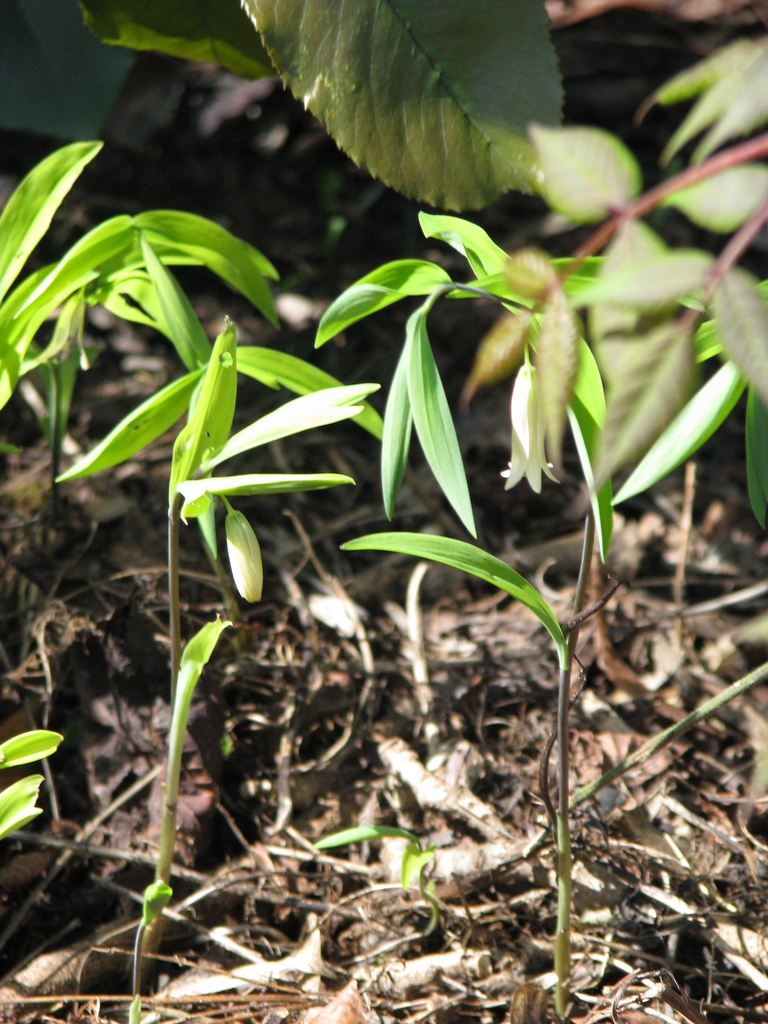 Uvularia sessilifolia