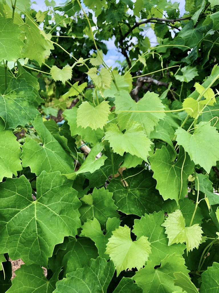 Leaves