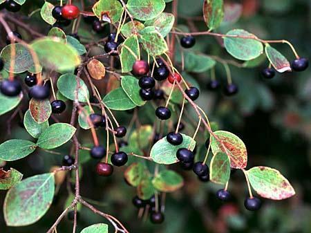 Vaccinium arboreum