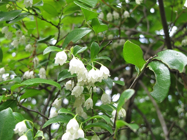 Vaccinium arboreum