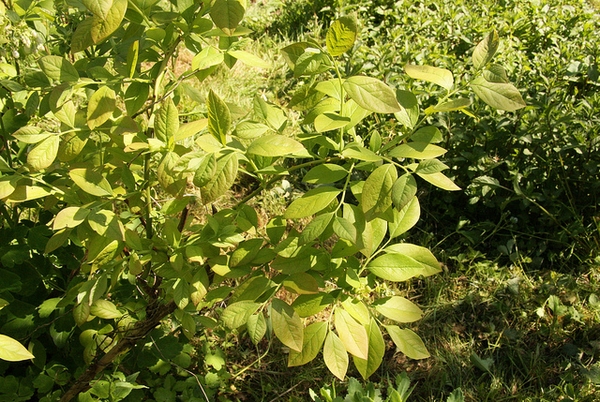 Leaves